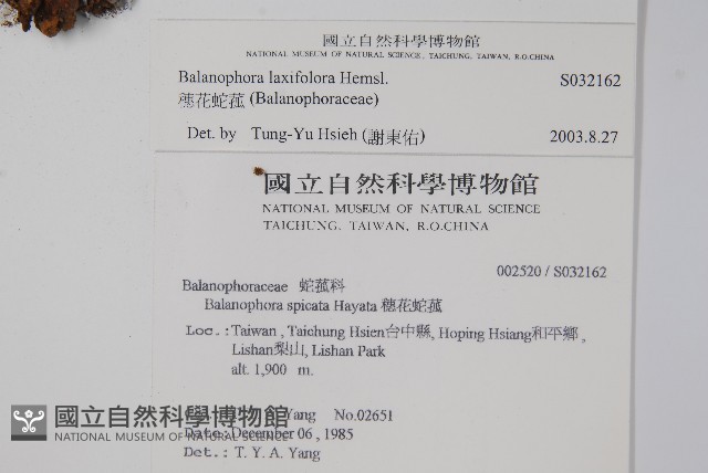 穗花蛇菰藏品圖，第2張