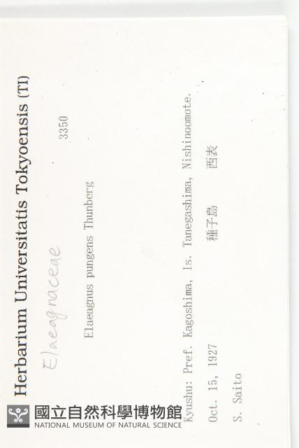 胡頹子藏品圖，第2張