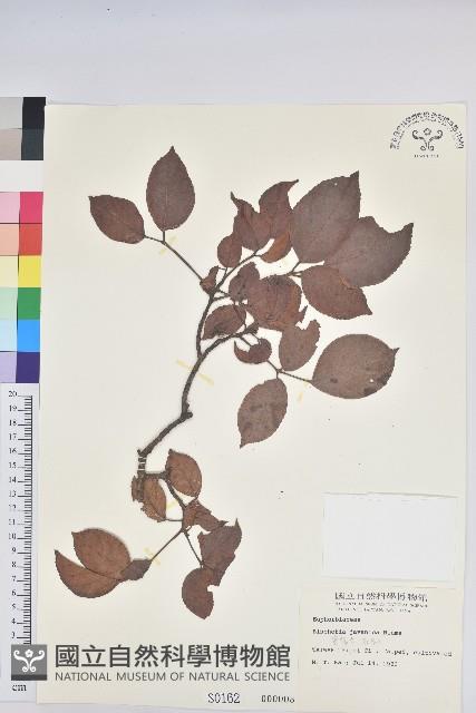 茄苳、重陽木藏品圖，第1張