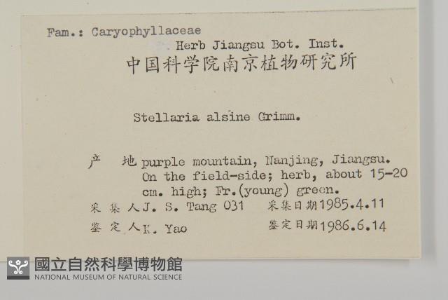 雀舌草藏品圖，第2張