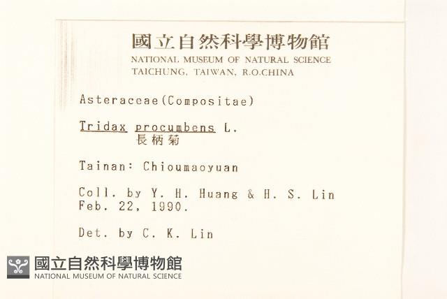 長柄菊藏品圖，第2張