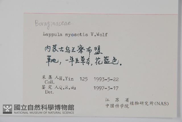 勿忘草狀鶴蝨藏品圖，第2張