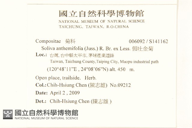 假吐金菊藏品圖，第2張
