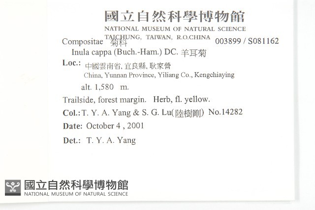 羊耳菊藏品圖，第2張