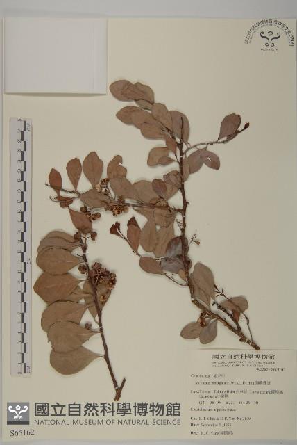 蘭嶼裸實藏品圖，第1張