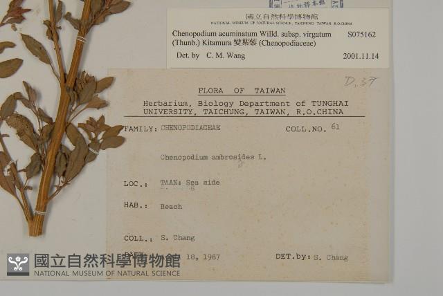 變葉藜藏品圖，第2張