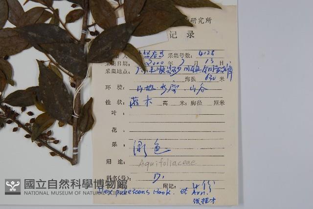 密毛假黃楊藏品圖，第2張