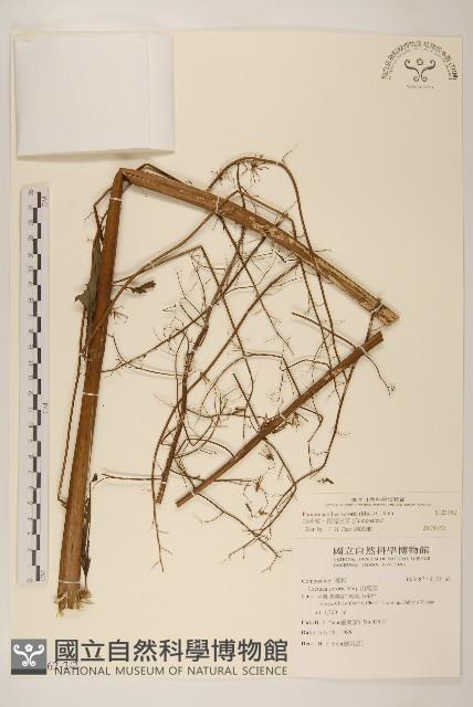 Accession Number:S123162 Collection Image, Figure 2, Total 3 Figures