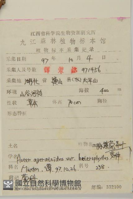 三脈紫菀異葉變種藏品圖，第2張