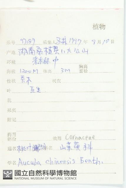 桃葉珊瑚藏品圖，第2張