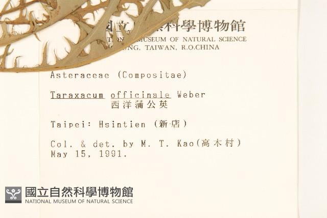 西洋蒲公英藏品圖，第2張