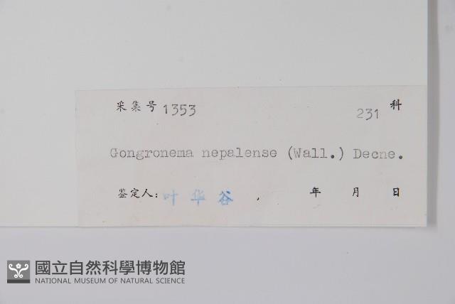 纖冠藤藏品圖，第2張