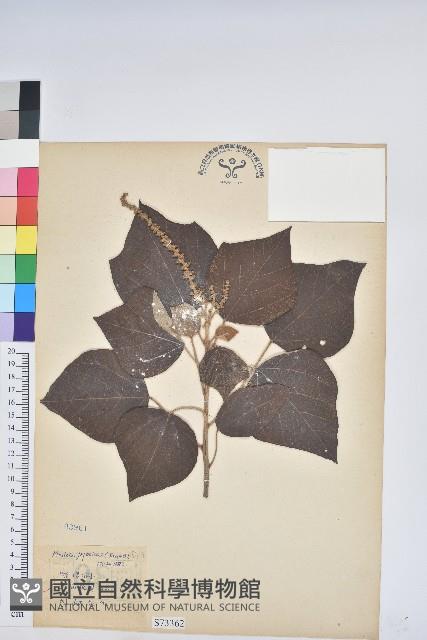 野桐藏品圖，第1張