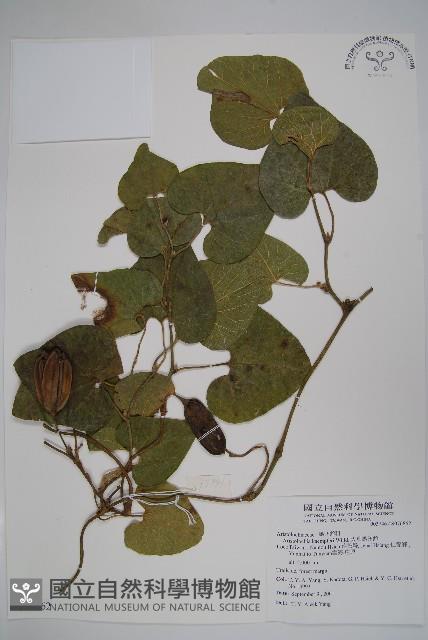 大葉馬兜鈴藏品圖，第1張