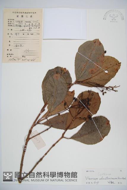 珊瑚樹藏品圖，第1張