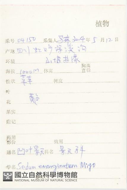 凹葉景天藏品圖，第2張