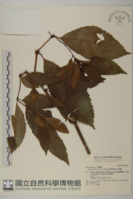 草珊瑚、紅果金粟蘭藏品圖，第1張