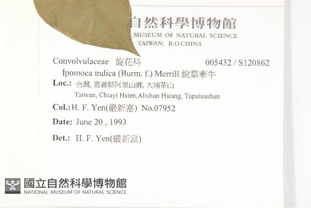 銳葉牽牛藏品圖，第2張