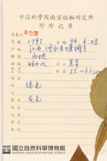 華澤蘭藏品圖，第2張