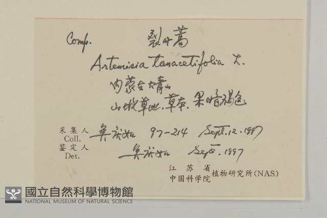 裂葉蒿藏品圖，第2張