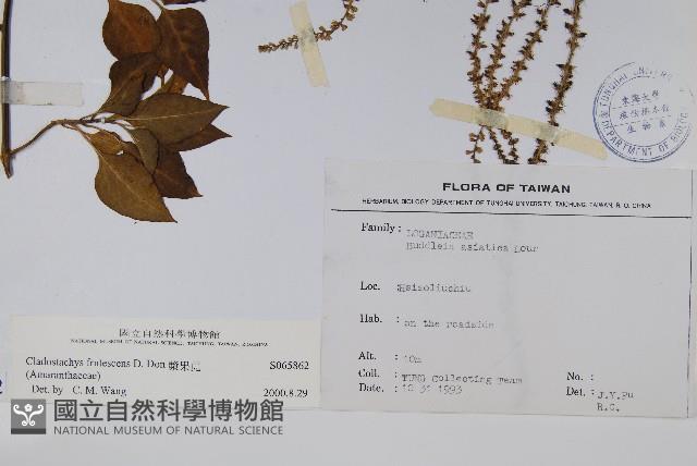 漿果莧藏品圖，第2張