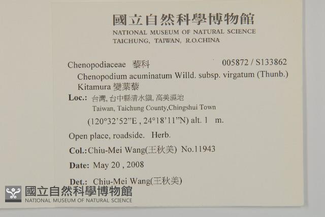 變葉藜藏品圖，第2張