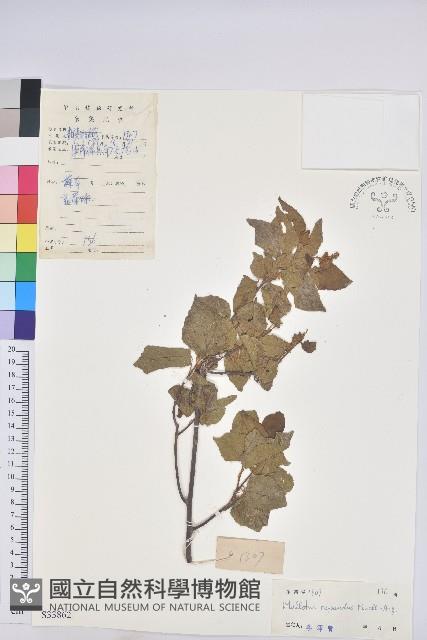 扛香藤藏品圖，第1張