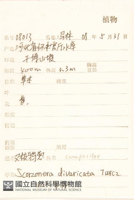 极叉枝鴨蔥藏品圖，第2張