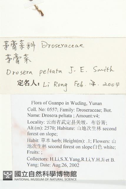 茅膏菜藏品圖，第2張