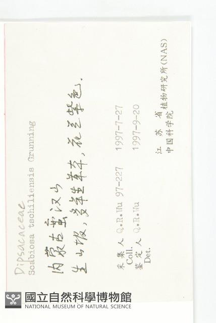 華北藍盆花藏品圖，第2張