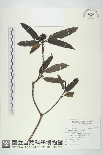 桃葉珊瑚藏品圖，第1張