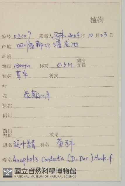 旋葉香青藏品圖，第2張