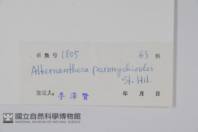 匙葉蓮子草藏品圖，第2張