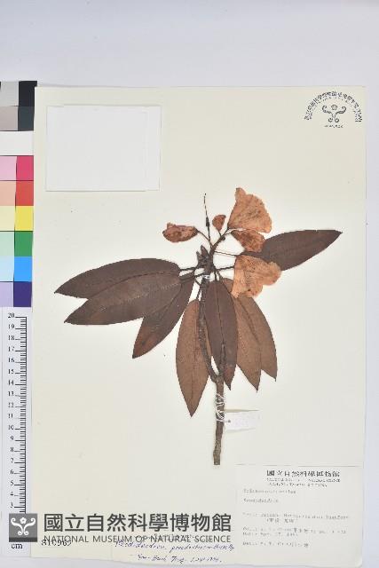 玉山杜鵑藏品圖，第1張