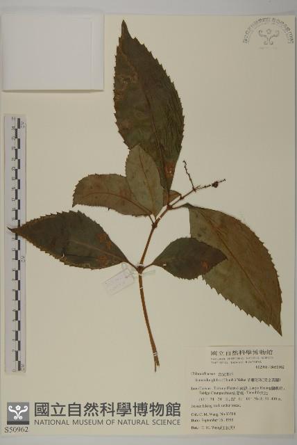 草珊瑚、紅果金粟蘭藏品圖，第1張