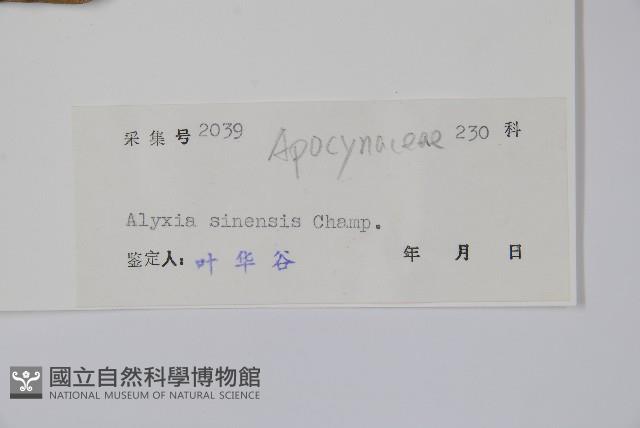 中國念珠藤藏品圖，第2張