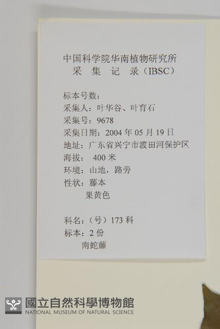 滇邊南蛇藤藏品圖，第2張