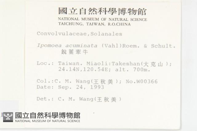 銳葉牽牛藏品圖，第2張