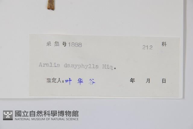 頭序蔥木藏品圖，第2張