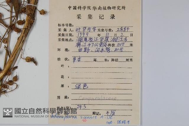 中華沙參藏品圖，第2張