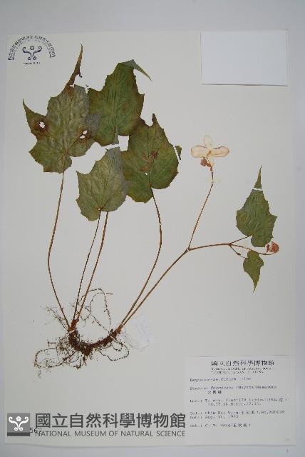 水鴨腳藏品圖，第1張