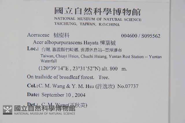 樟葉槭, 飛蛾子樹藏品圖，第2張
