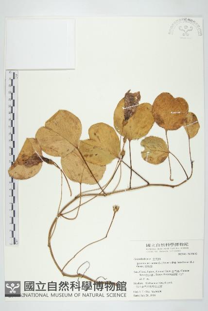 馬鞍藤藏品圖，第1張