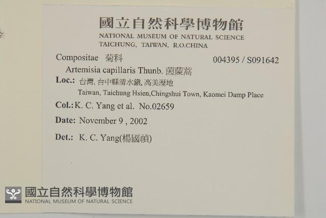 茵蔯蒿藏品圖，第2張