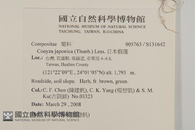 日本假蓬藏品圖，第2張