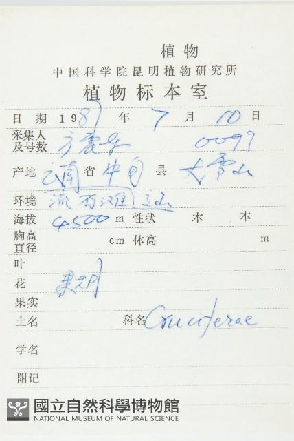 高山葶藶藏品圖，第2張