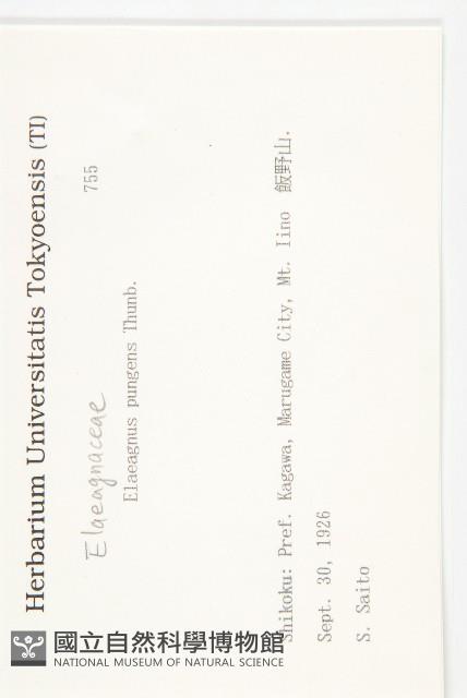 胡頹子藏品圖，第2張