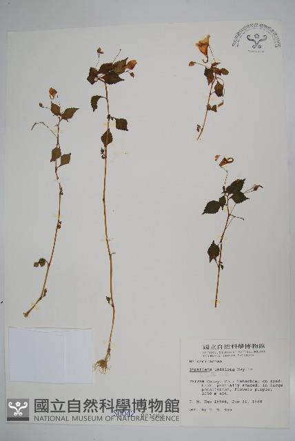 紫花鳳仙花藏品圖，第1張