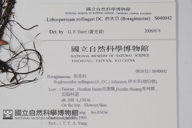 梓木草藏品圖，第2張