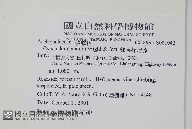 翅果杯冠藤藏品圖，第2張